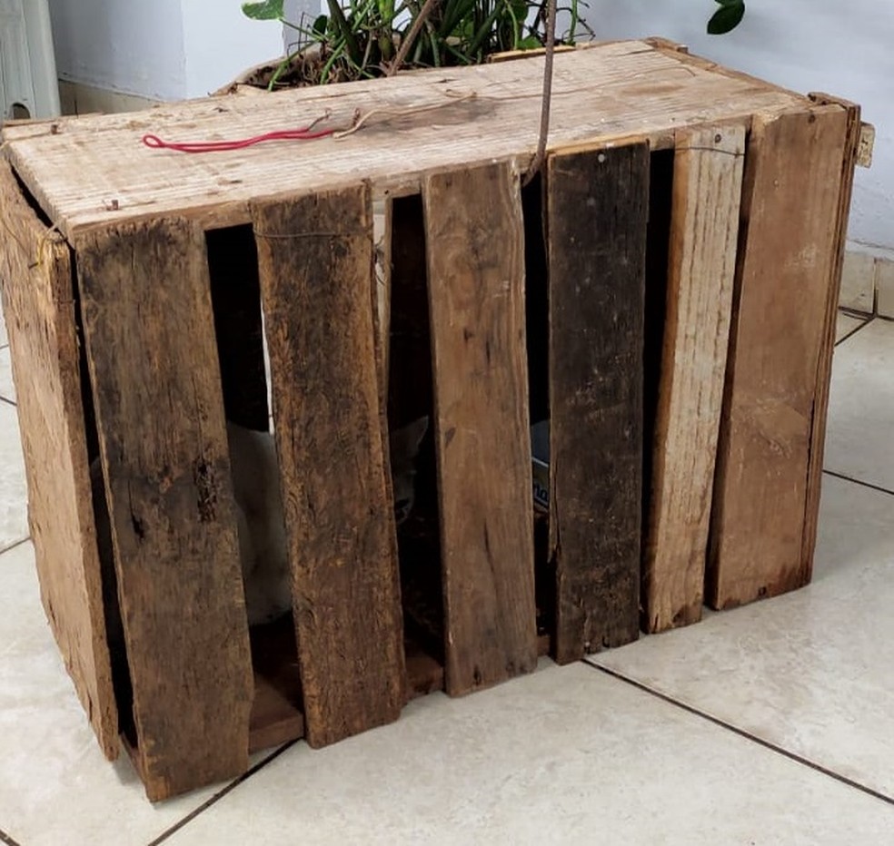 Homem foi autuado em R$ 3 mil por maus-tratos a um gato, em Presidente Prudente (SP) — Foto: Polícia Militar Ambiental