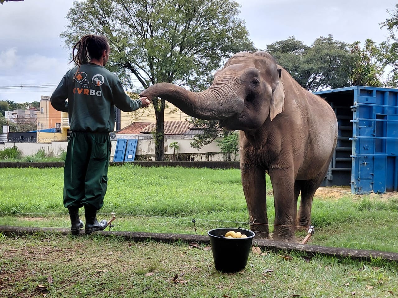 'Difícil se despedir de um amigo': tratador do Zoo de Sorocaba desabafa sobre transferência do elefante Sandro