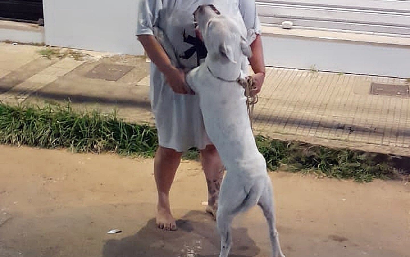 Bombeiros salvam pitbull que ameaçava pular de prédio durante incêndio em Varginha, MG