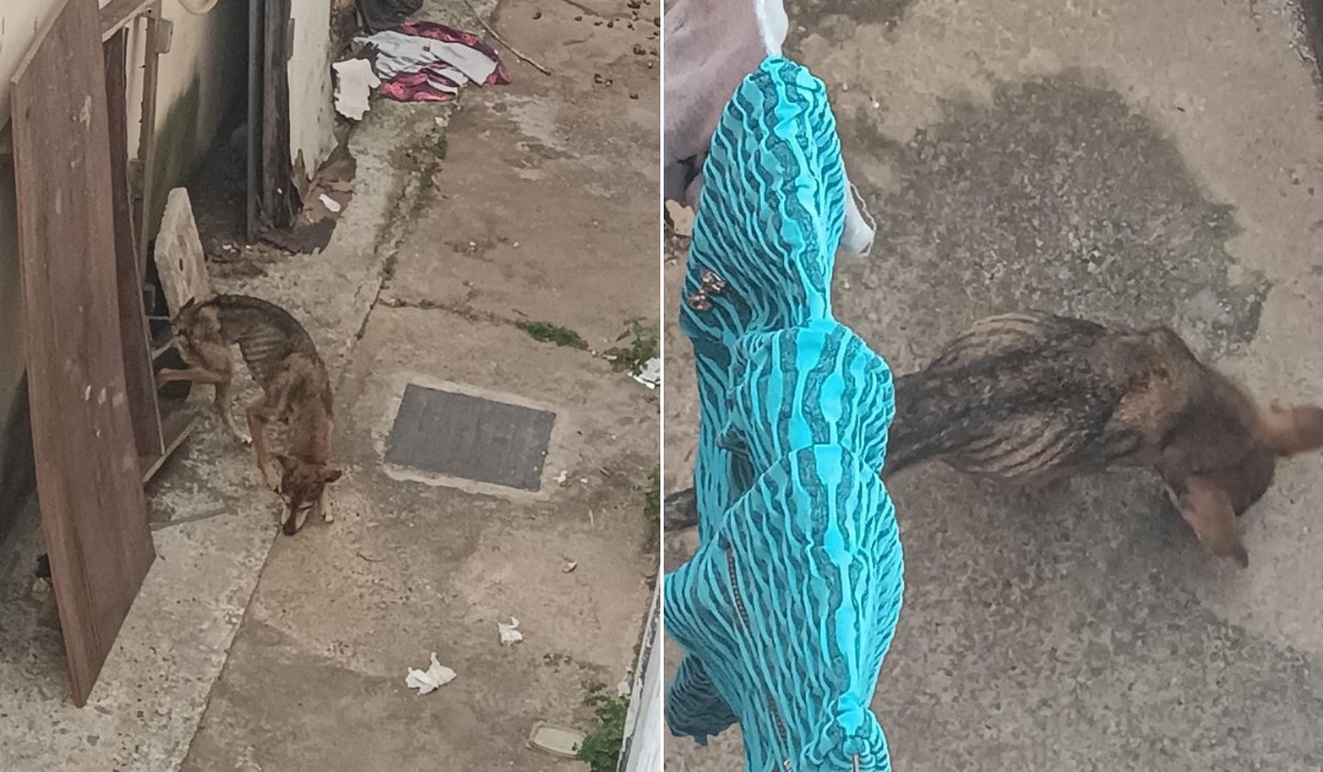 Mulher é presa em Campinas por maus-tratos a cachorro; animal estava desnutrido e com vermes