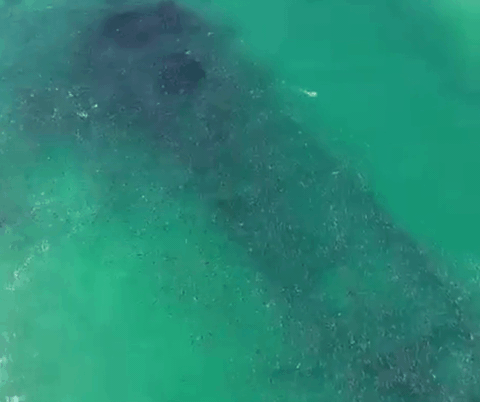 VÍDEO: cardume com milhares de tainhas 'contorna' navio naufragado em praia de SC