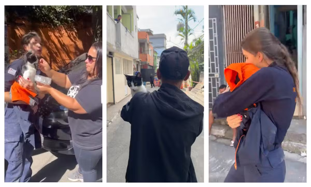 Gata prenha que desapareceu após explosão no Jaguaré é resgatada nos escombros e reencontra tutor