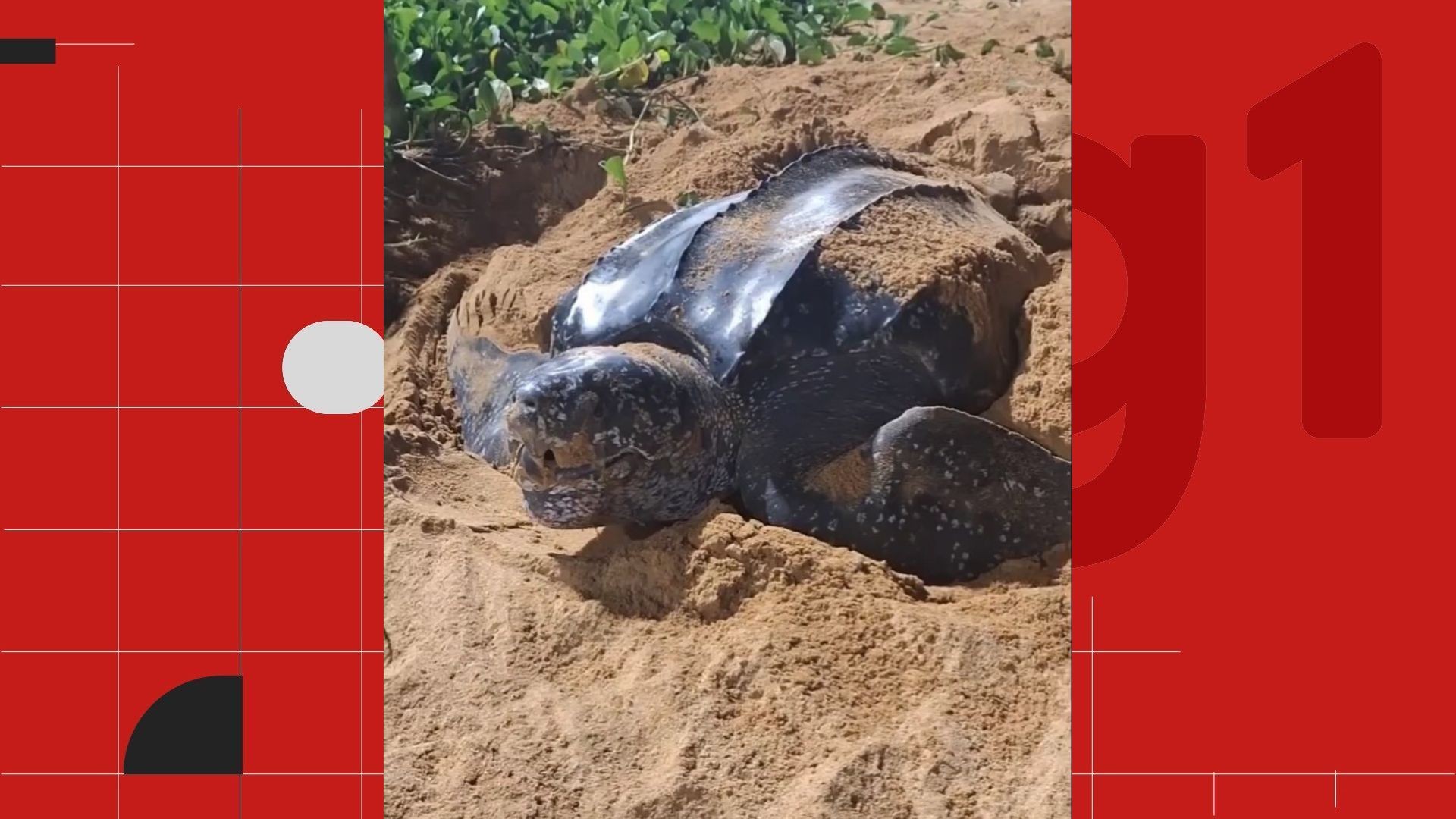 Tartaruga gigante aparece fora de temporada para desovar em praia do ES