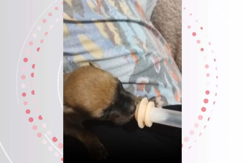 Dos 11 filhotes deixados na lixeira, apenas um sobreviveu. — Foto: Polícia Civil (PC-PR)