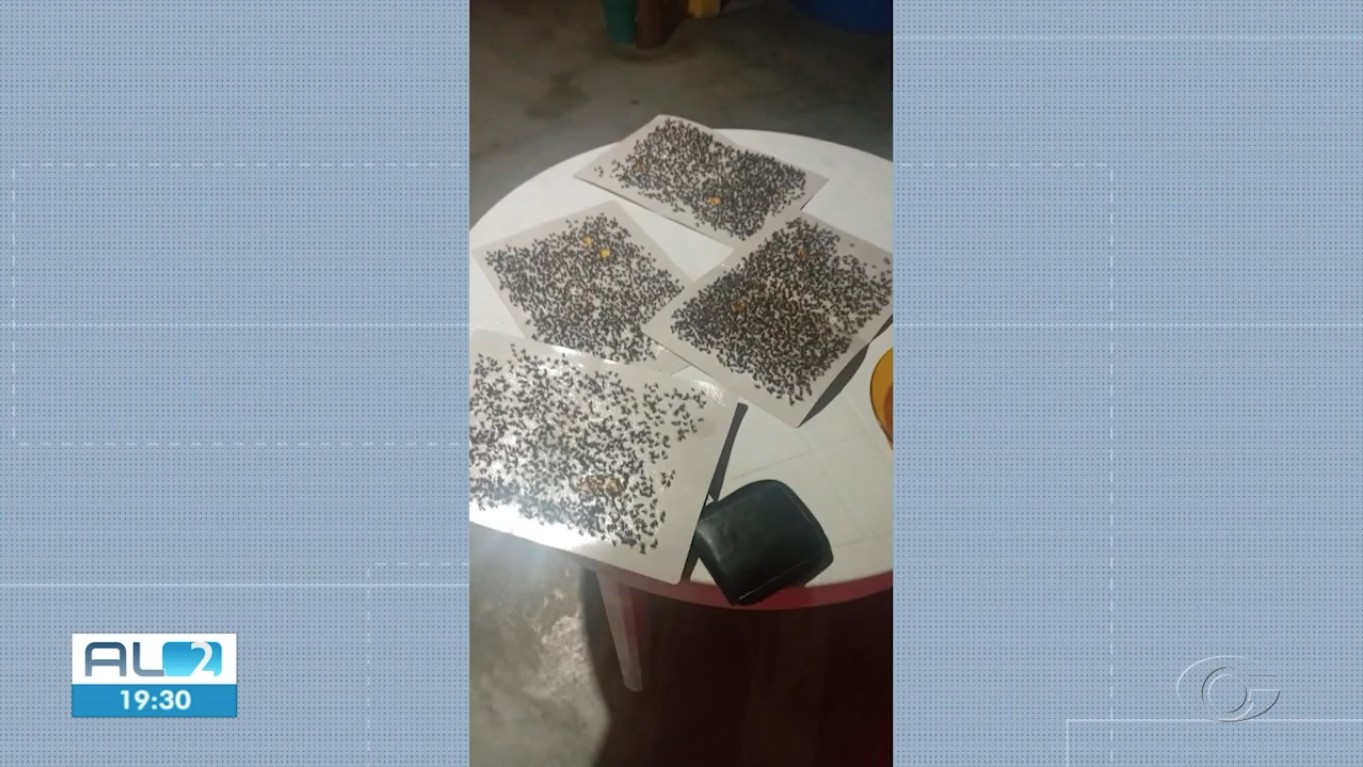 Infestação de moscas afeta moradores de União dos Palmares, AL
