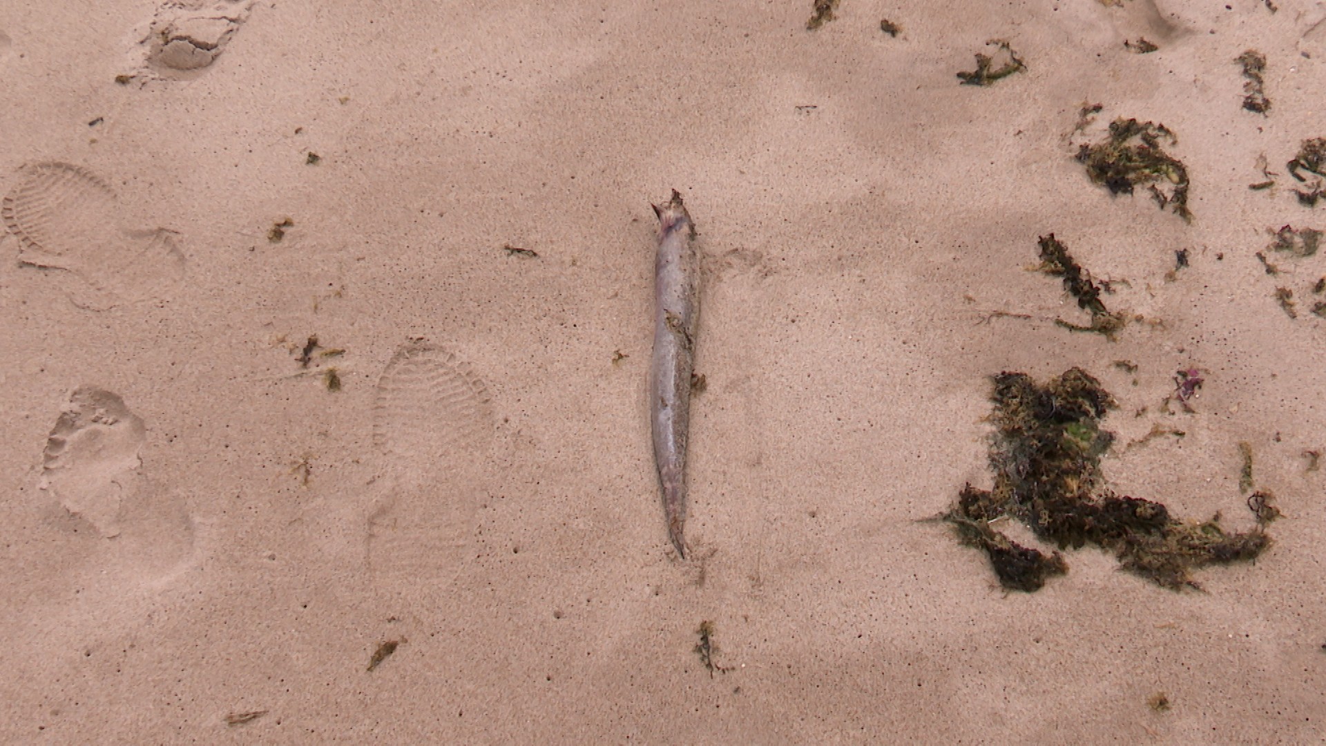 Mais de 130 moreias são encontradas mortas em praias de João Pessoa