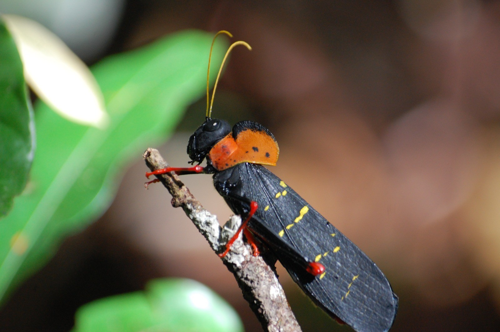 Biodiversidade vertical: pesquisadores fazem descobertas sobre insetos que habitam copa das árvores na Amazônia