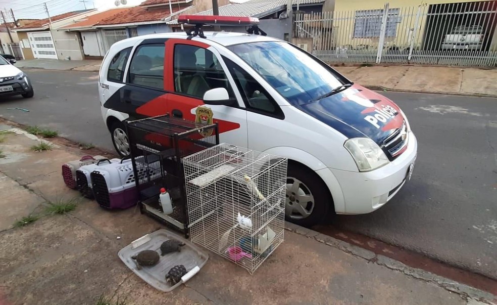 Os animais resgatados foram encaminhados para uma ONG, onde receberão os cuidados necessários para cada espécie — Foto: Imagens cedidas/Polícia Civil