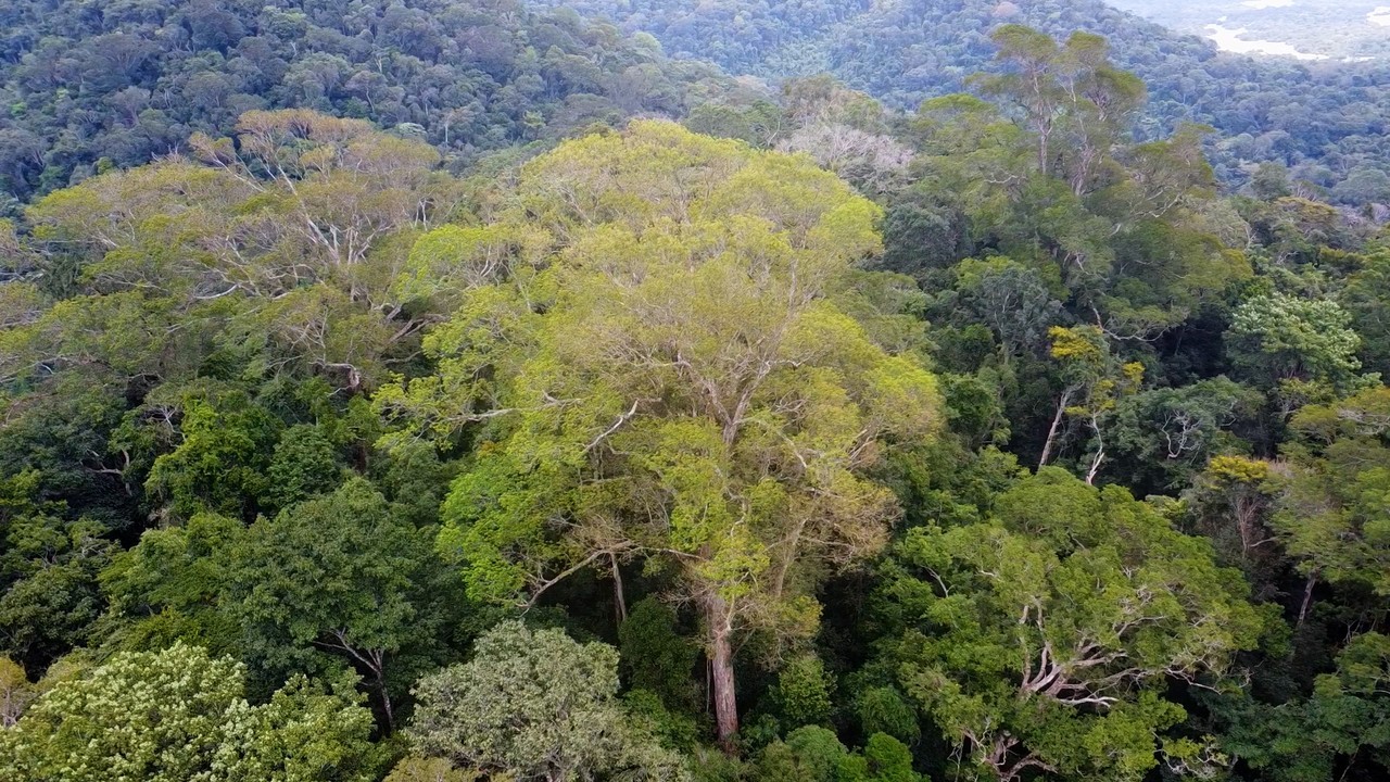 'Horizonte Amazônia': expedição revela floresta de árvores gigantes no extremo norte do Pará