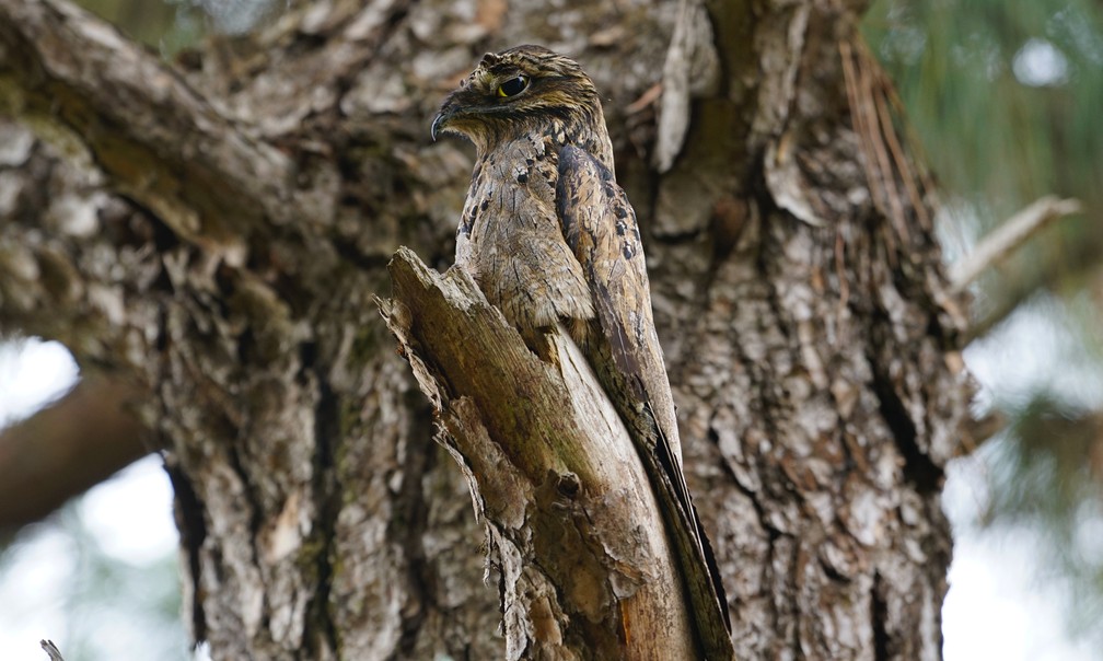 As tonalidades das penas são importantes para a ave se camuflar — Foto: Ananda Porto/TG
