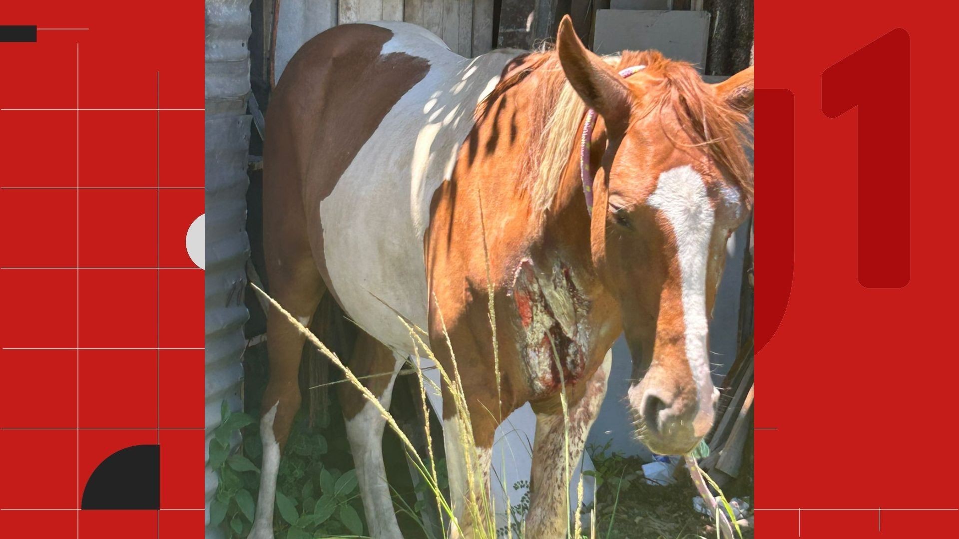 Vídeo mostra momento em que cavalo é atropelado na Segunda Ponte, em Vila Velha