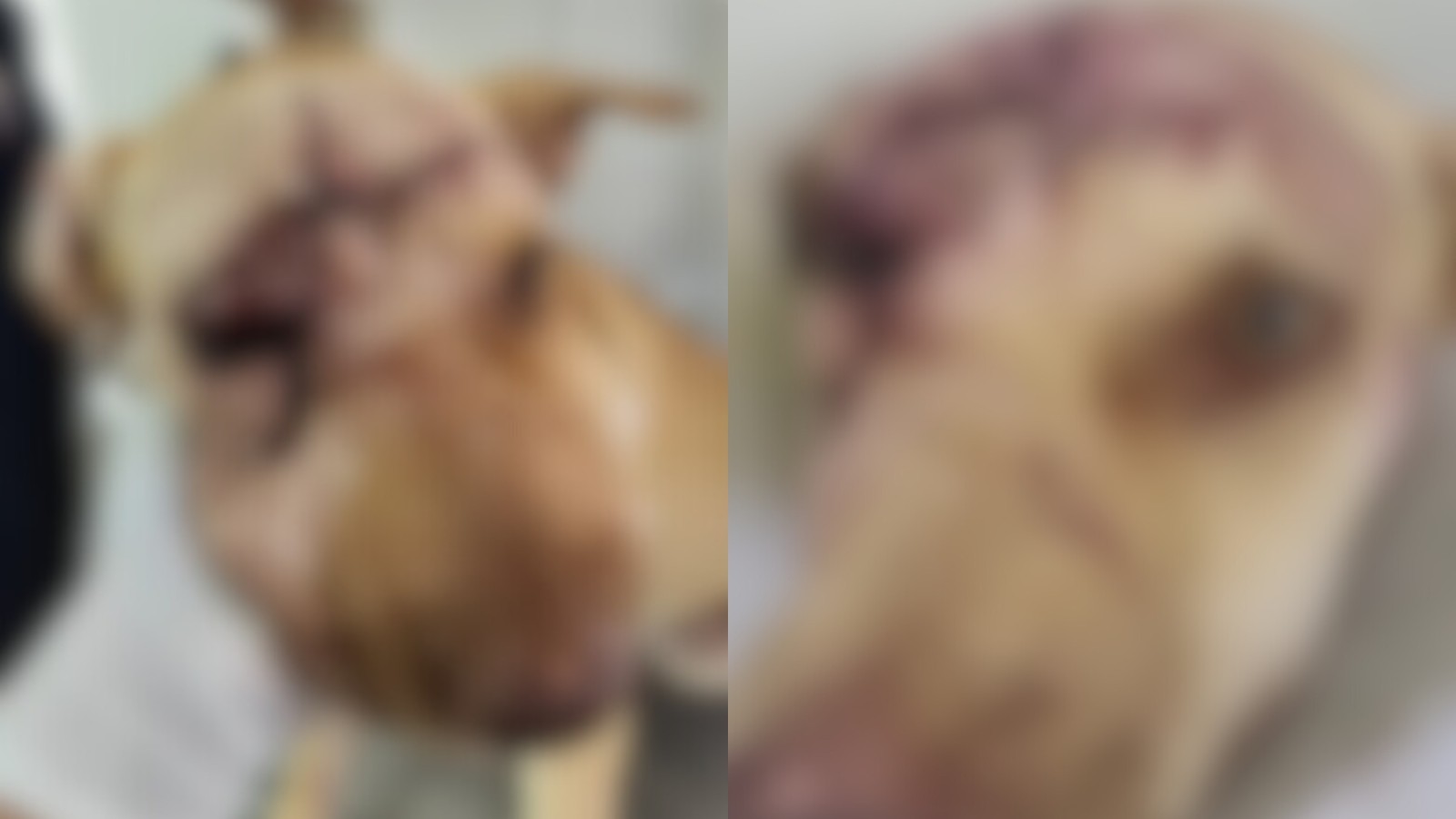 Polícia investiga maus-tratos contra cadela após tutora encontrar animal com cortes na cabeça