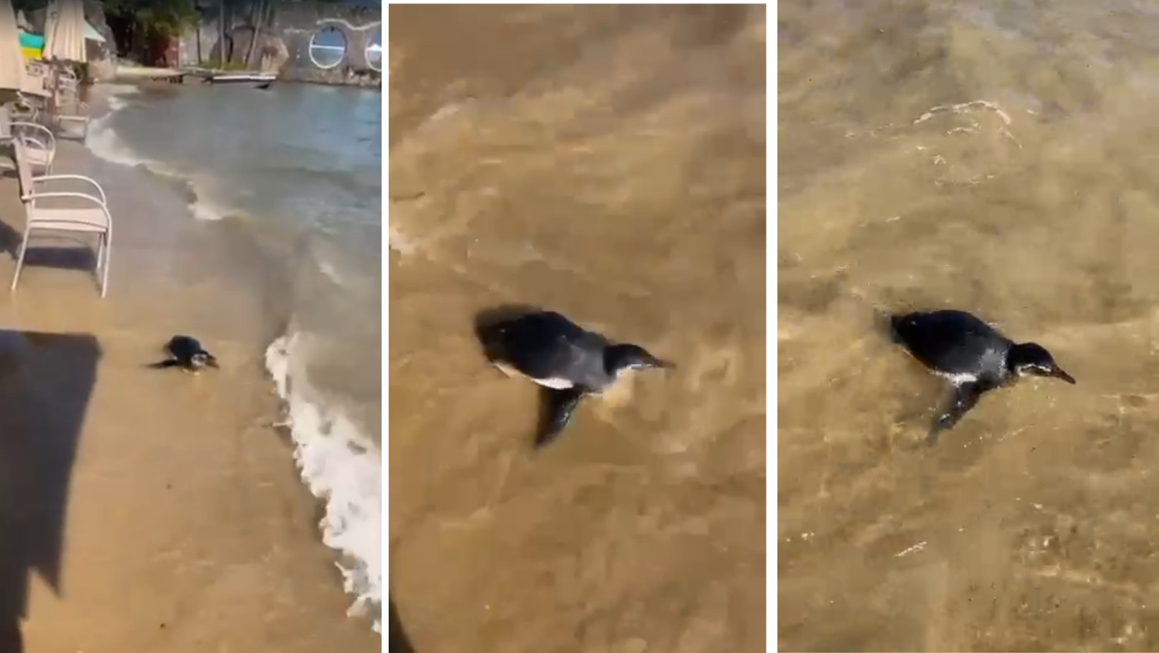 VÍDEO: Pinguim chama a atenção de banhistas ao aparecer 'descansando' na areia em praia de Ilhabela, SP