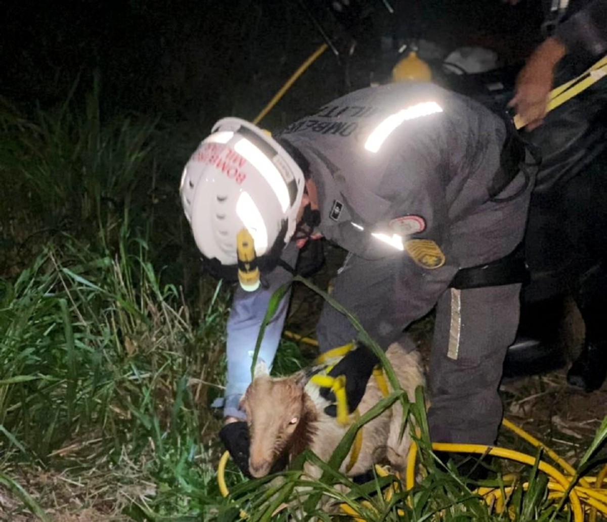 Bode Cai Em Cisterna Com Cerca De 20 Metros De Profundidade E é Resgatado Pelos Bombeiros Na 1054