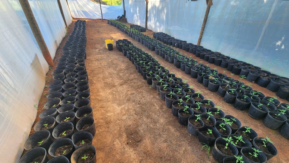 Parte dos pés de maconha apreendidos em Araguari — Foto: Polícia Militar/Divulgação