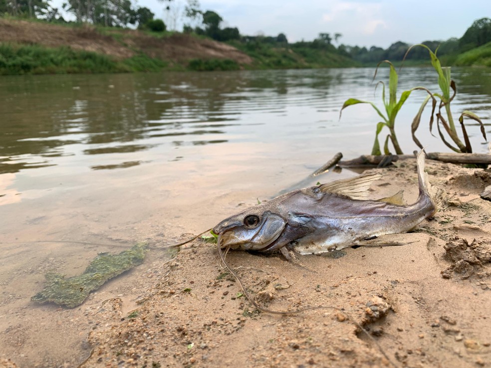 Moradores testemunharam peixes buscando oxigênio às margens do Igarapé Judia — Foto: Lucas Thadeu/Rede Amazônica Acre