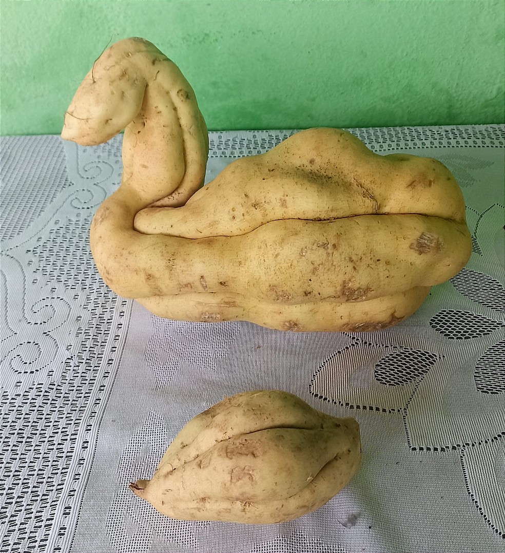 Comparativo das batatas colhidas pelo produtor rural em Espera Feliz — Foto: Messias José Batista/Arquivo Pessoal