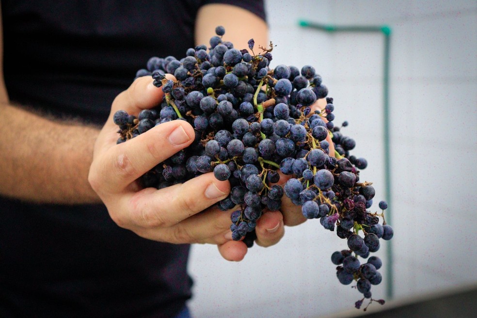 Uvas da Vin�cola Assun��o em Piren�polis � Foto: Arquivo Pessoal/Vin�cola Assun��o