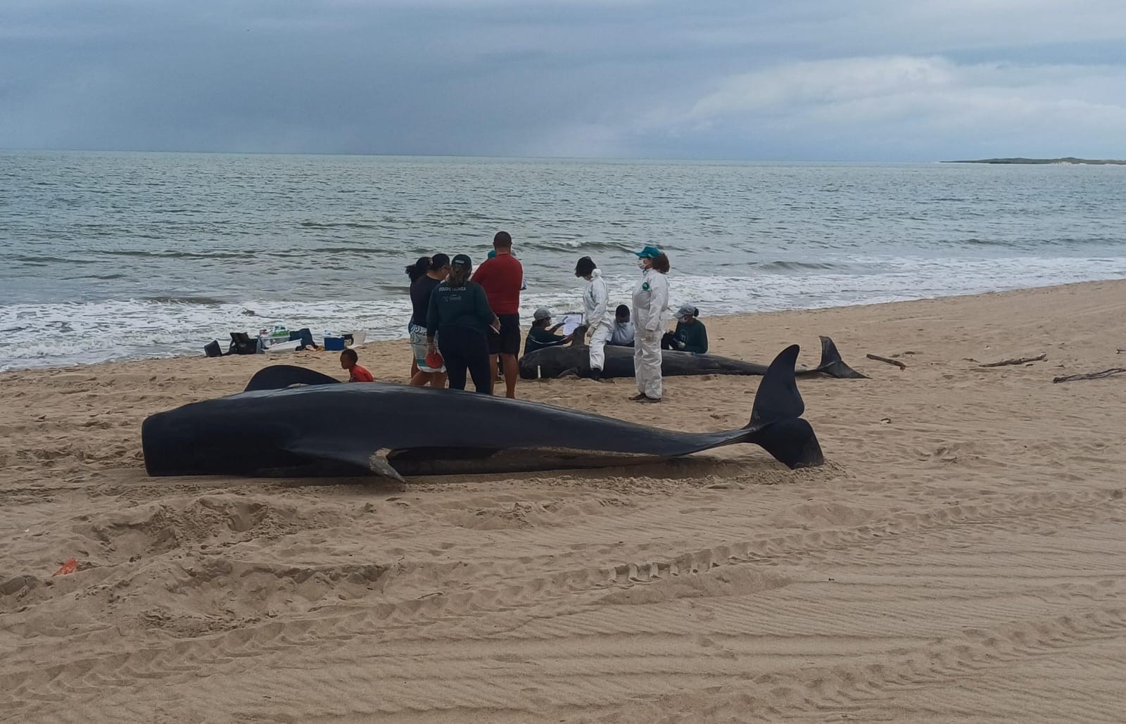 Quatro baleias-piloto morrem após encalhe no Litoral Norte do RN