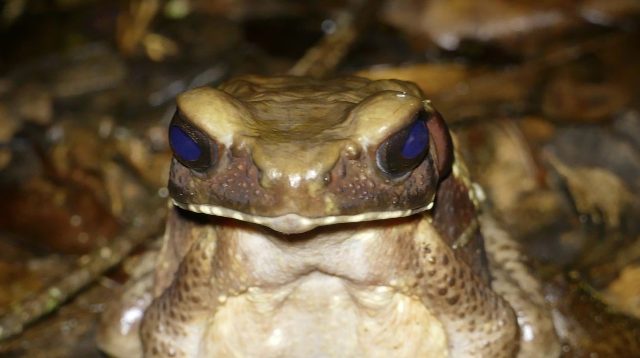 Veneno de animal amazônico pode virar arma contra superbactérias