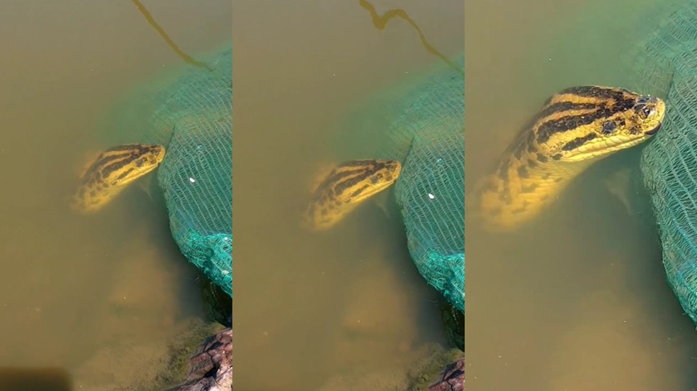 O registro foi feito no município de Corumbá. — Foto: Reprodução