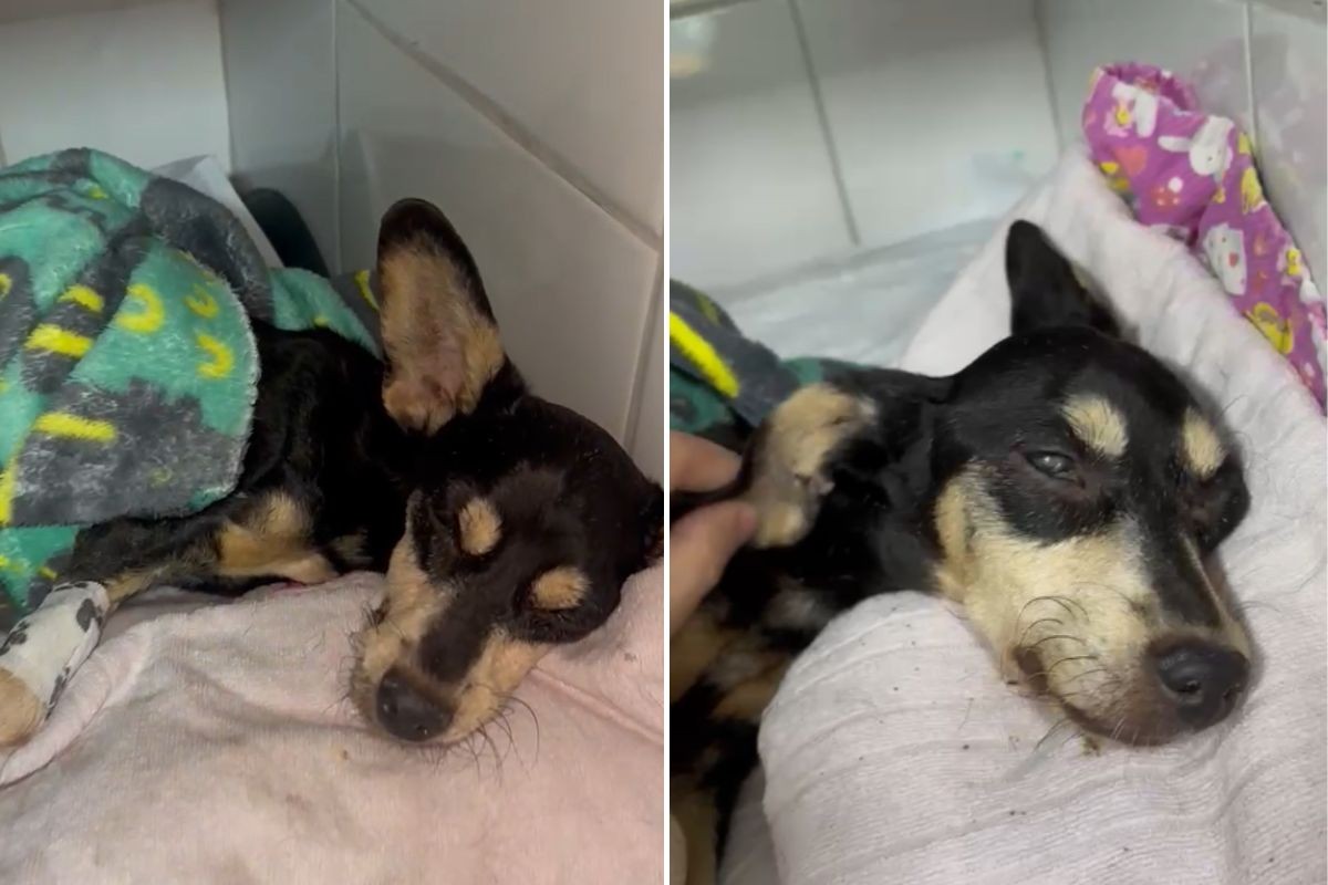 Cadela é internada em estado grave após ser abandonada em calçada no litoral de SP; VÍDEO