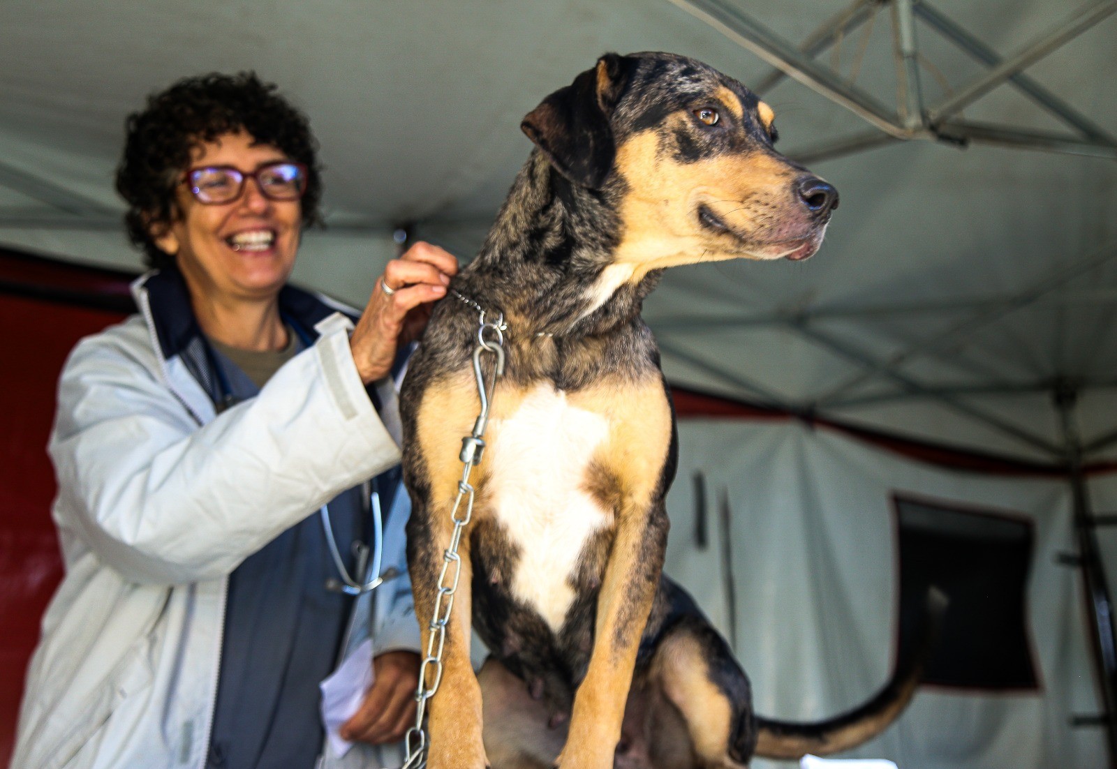 Prefeitura de Petrópolis abre cadastro para a primeira etapa de castração de cães e gatos de 2026