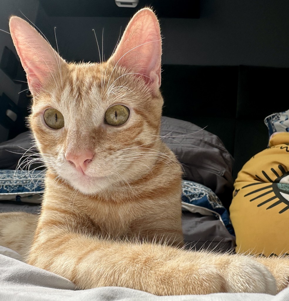 Se tem um gato em casa, precisa de duas caixas de areia. Se são dois, três caixas em locais distintos, dizem os veterinários. — Foto: Henrique Martin/g1