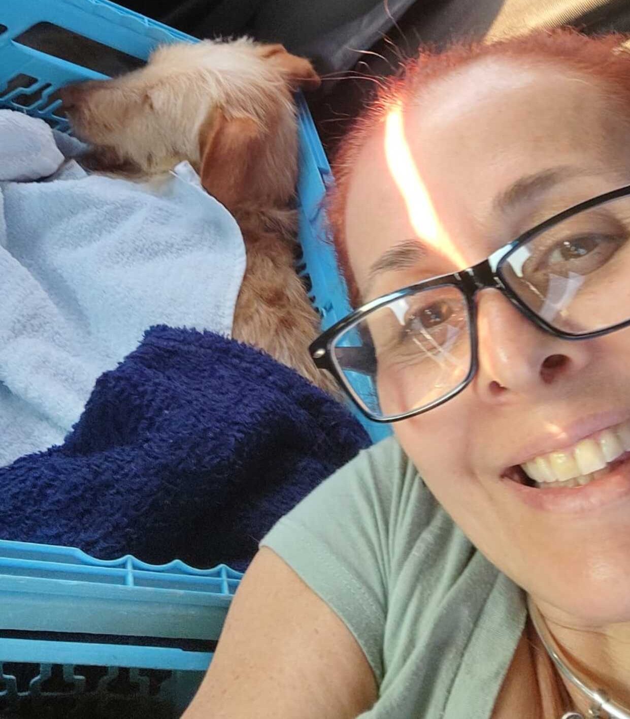 Cachorra que ficou 10 dias em telhado após enchente no RS se adapta em novo lar em São Carlos