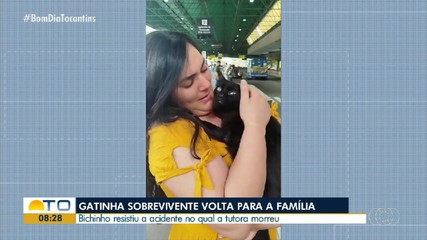 Gatinha sobrevivente volta para família após sofrer acidente e perder tutora