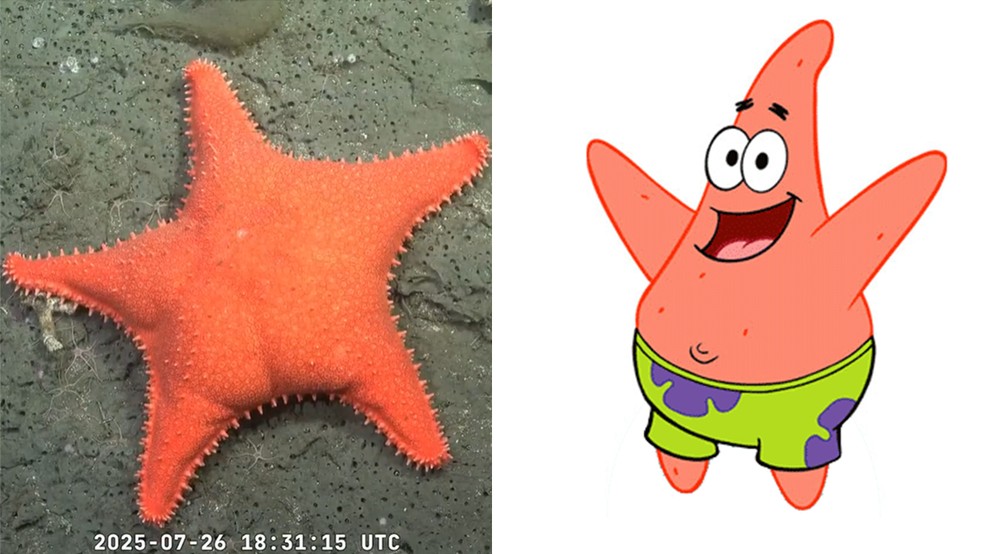  — Foto: Schmidt Ocean e Wikimedia