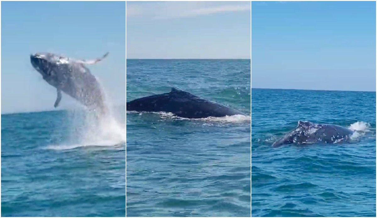 VÍDEO: Baleias saltam ao lado de barco e surpreendem pescadores em SC: 'Foi incrível'