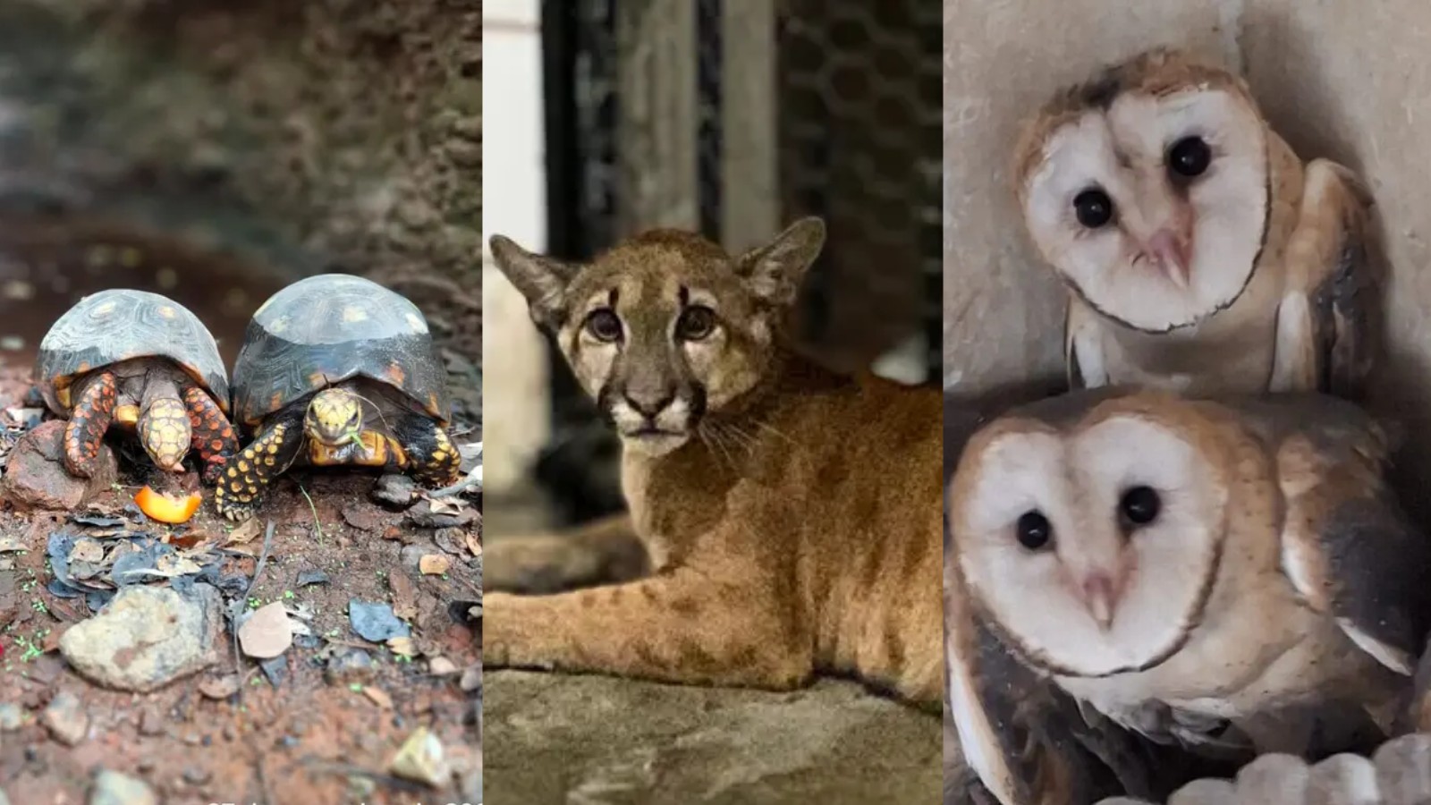Mais de 360 animais silvestres foram resgatados no PI em 2025; saiba como denunciar e ajudar a combater o tráfico