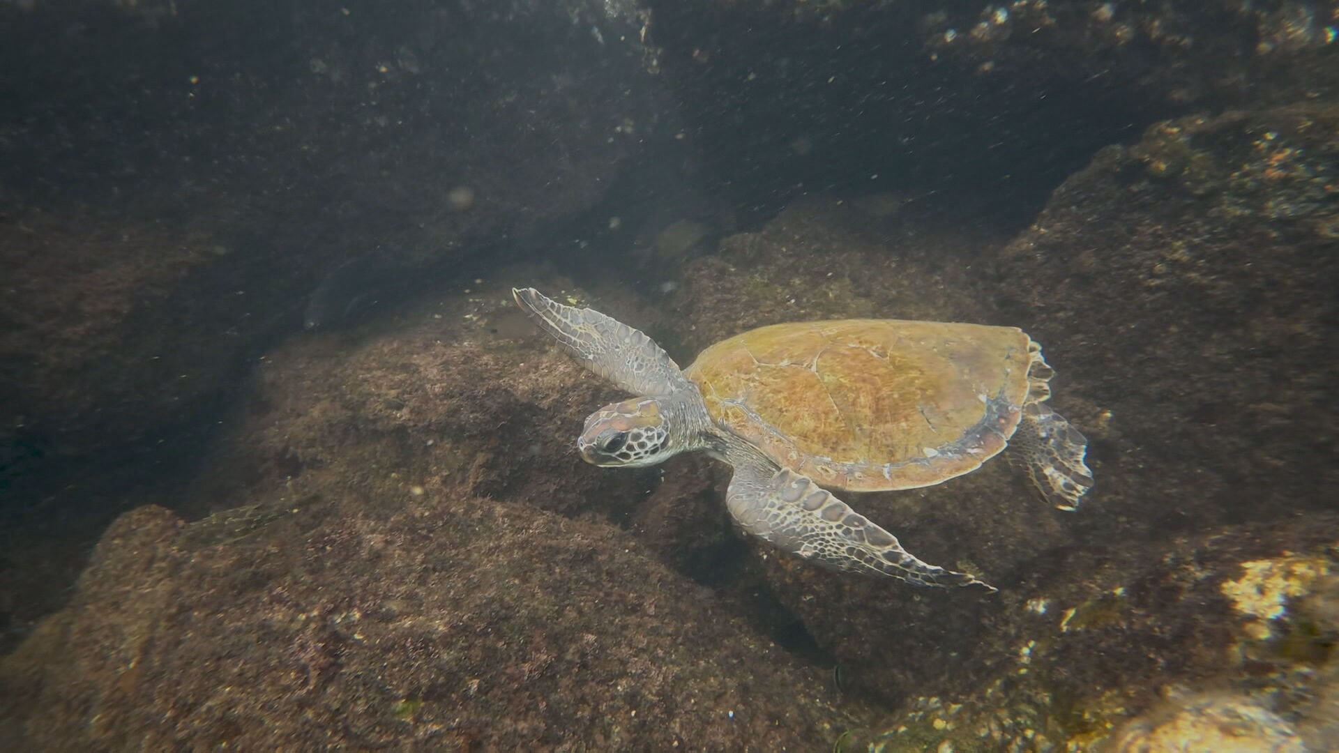 Redes ilegais ameaçam tartarugas na Baía de Guanabara; em um único dia, biólogo encontrou quatro animais mortos