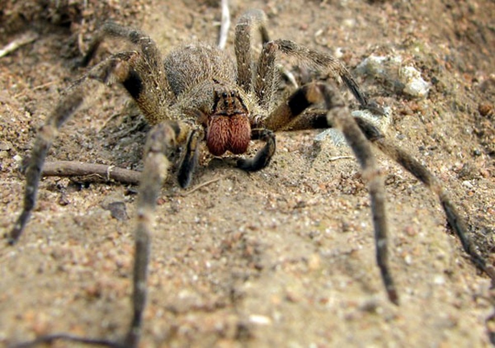 Phoneutria nigriventer, uma aranha do gênero Phoneutria. — Foto: Domínio Público
