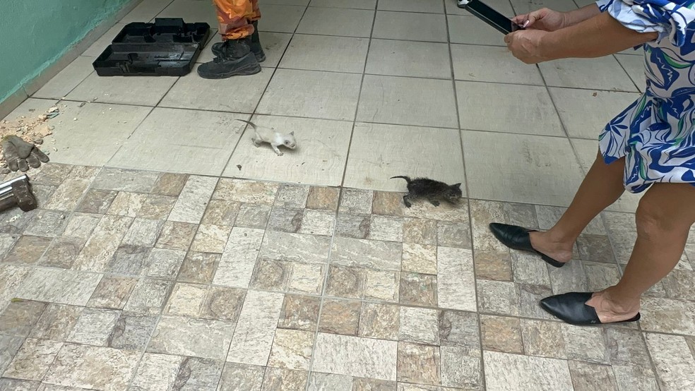 Filhotes de gato são resgatados após cinco dias presos em cano de casa em Fortaleza. — Foto: Corpo de Bombeiros/Reprodução