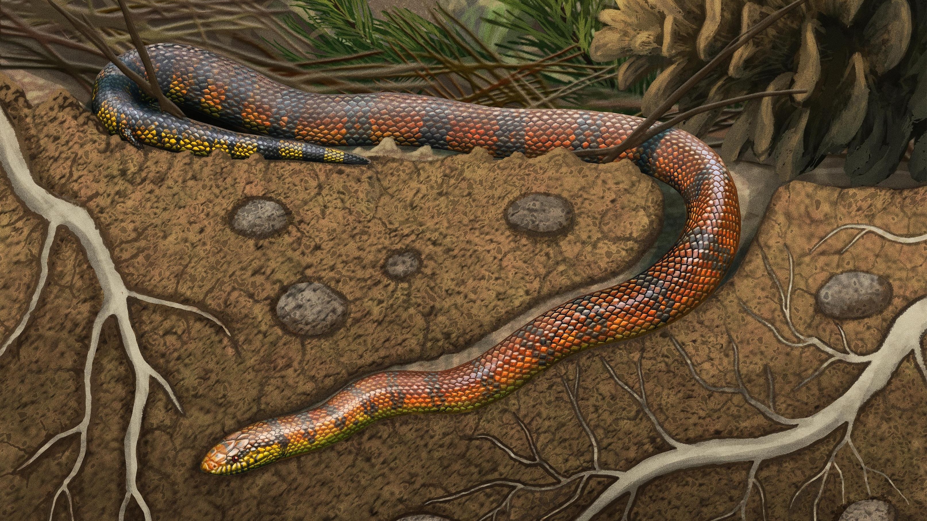 Fóssil raro achado no Brasil revela nova espécie de cobra que viveu no interior de SP há milhões de anos