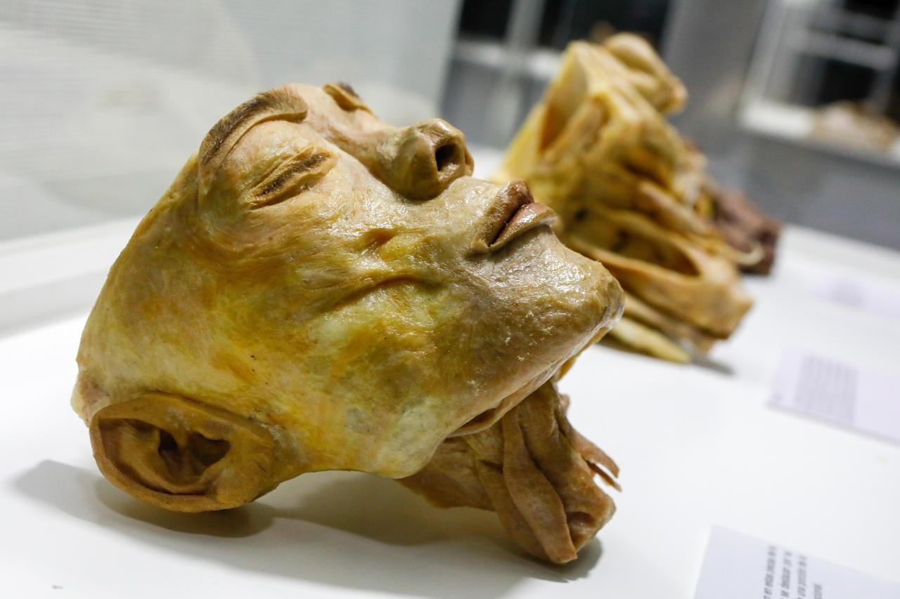 Exposição Internacional Human Bodies – Maravilhas do Corpo Humano já está em cartaz no Jockey Plaza Shopping