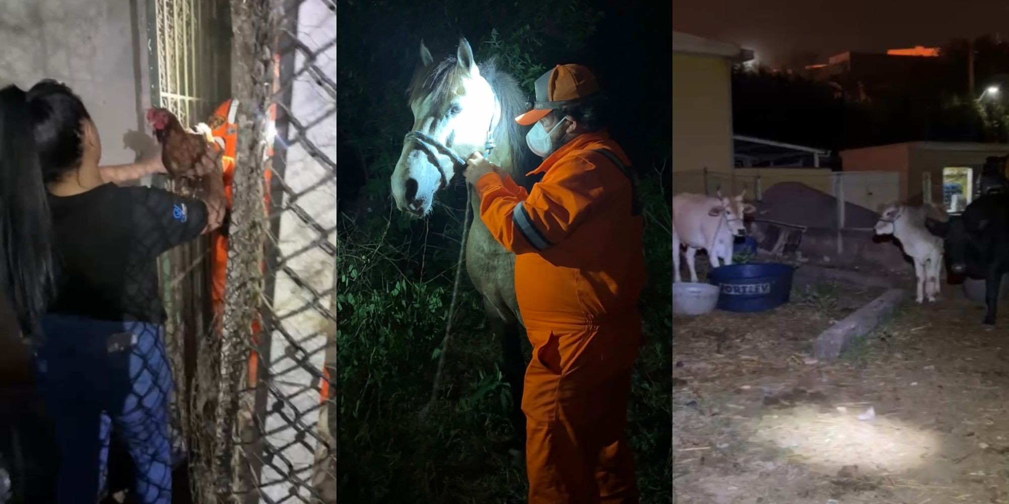 VÍDEO: animais são resgatados vivos após incêndio em indústria de Itaquaquecetuba