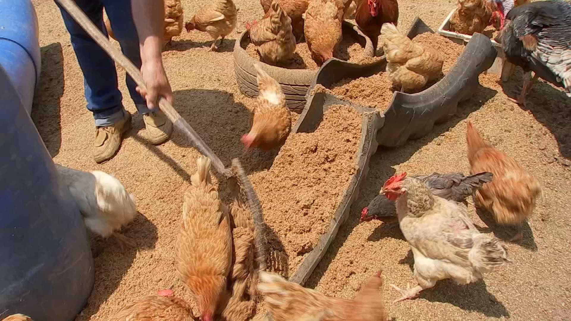 Produtores usam bagaço de malte para alimentar animais