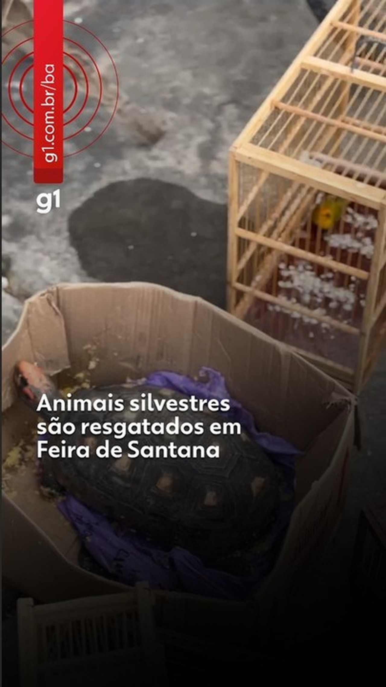 Operação resgata 75 animais silvestres vendidos ilegalmente em Feira de Santana