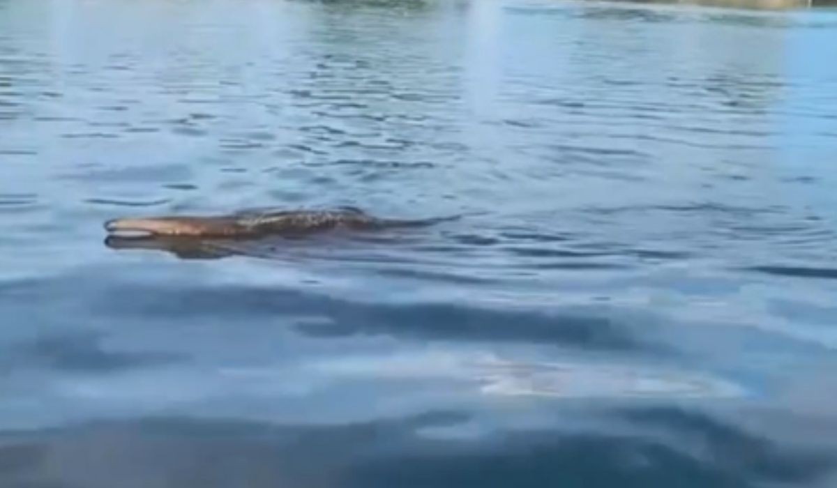 Tamanduá nada? Registro raro mostra animal atravessando rio em SP; assista