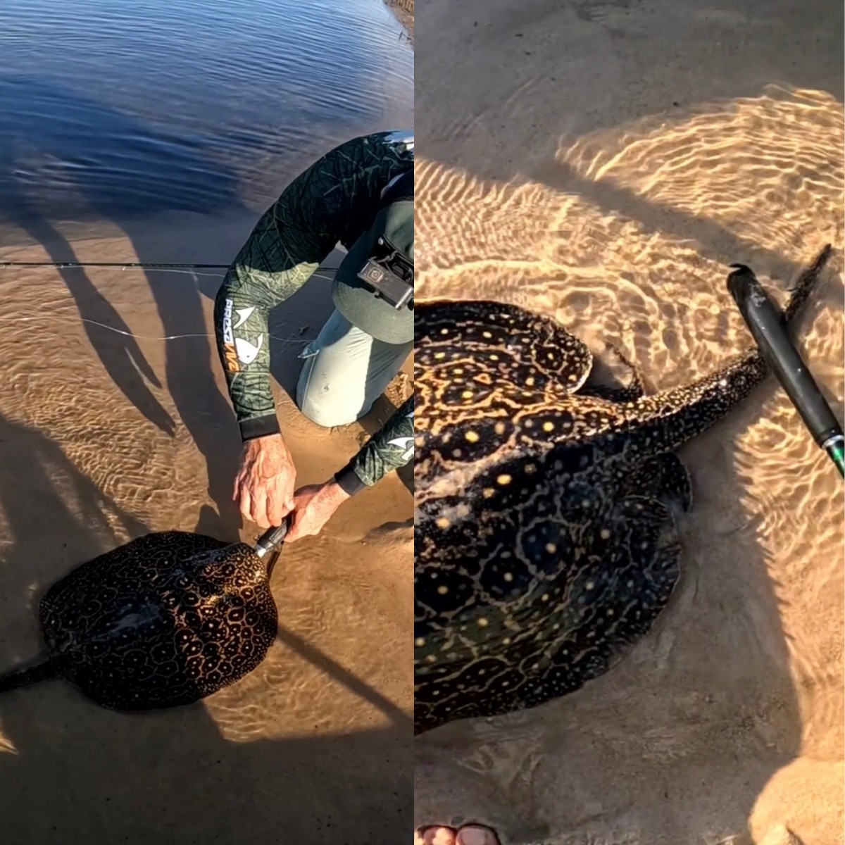 Cauda venenosa e 'parente' do tubarão: pescador de RO mostra em vídeo como agir após fisgar arraia 'sem querer'