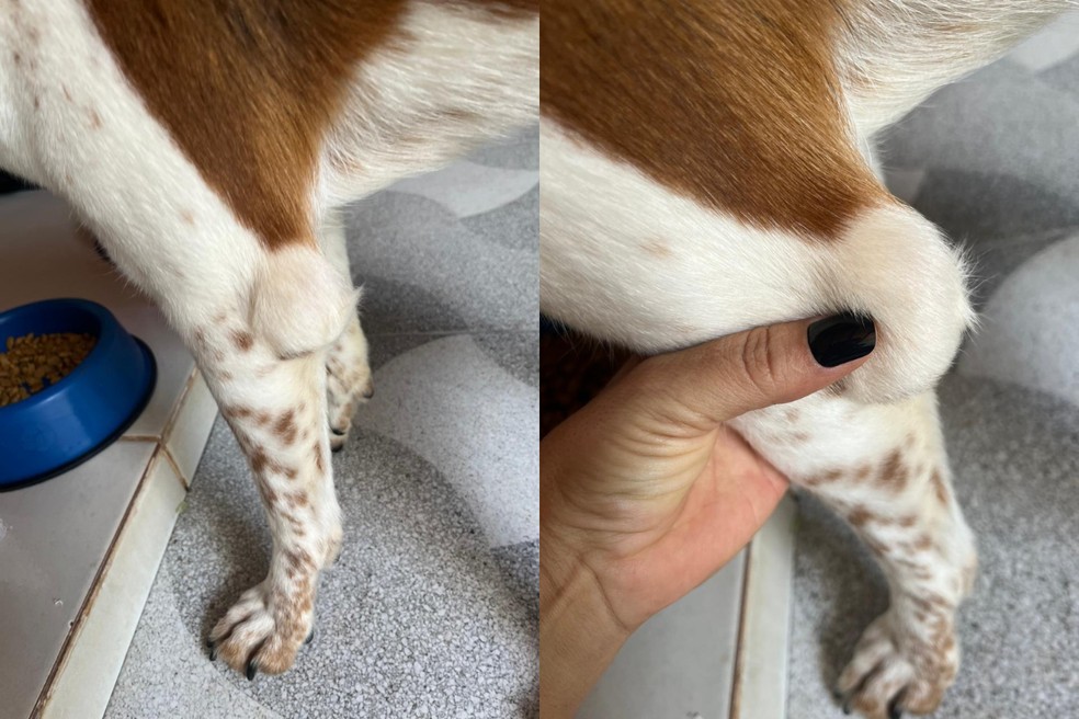1 de 5
"Bolinha" no cotovelo precisa ser tratada para evitar complica&ccedil;&otilde;es &mdash; Foto: Sidneia I. da Silva Jesus/Arquivo pessoal