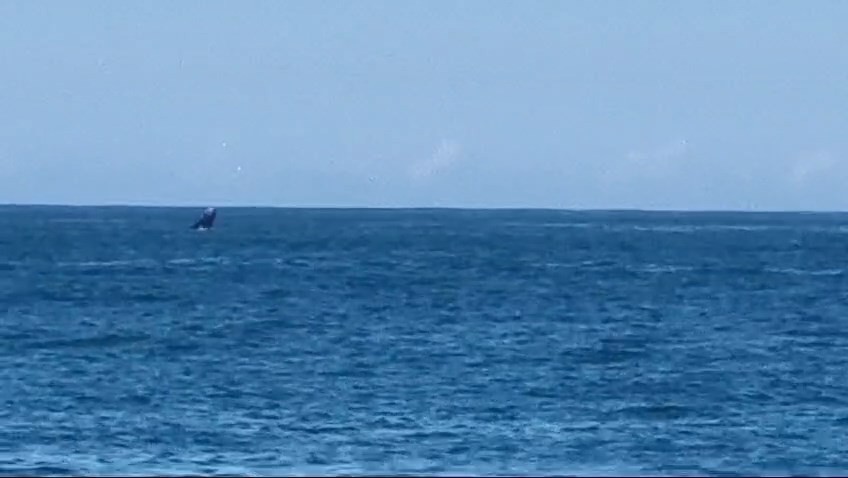 VÍDEO: Baleia-jubarte se exibe no mar de Vila Velha no dia do aniversário da cidade e abre temporada de visita ao litoral do E