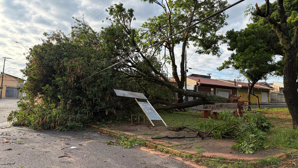 Árvores caíram durante a chuva acompanhada de fortes ventos em Bauru — Foto: Andressa Lara / TV TEM