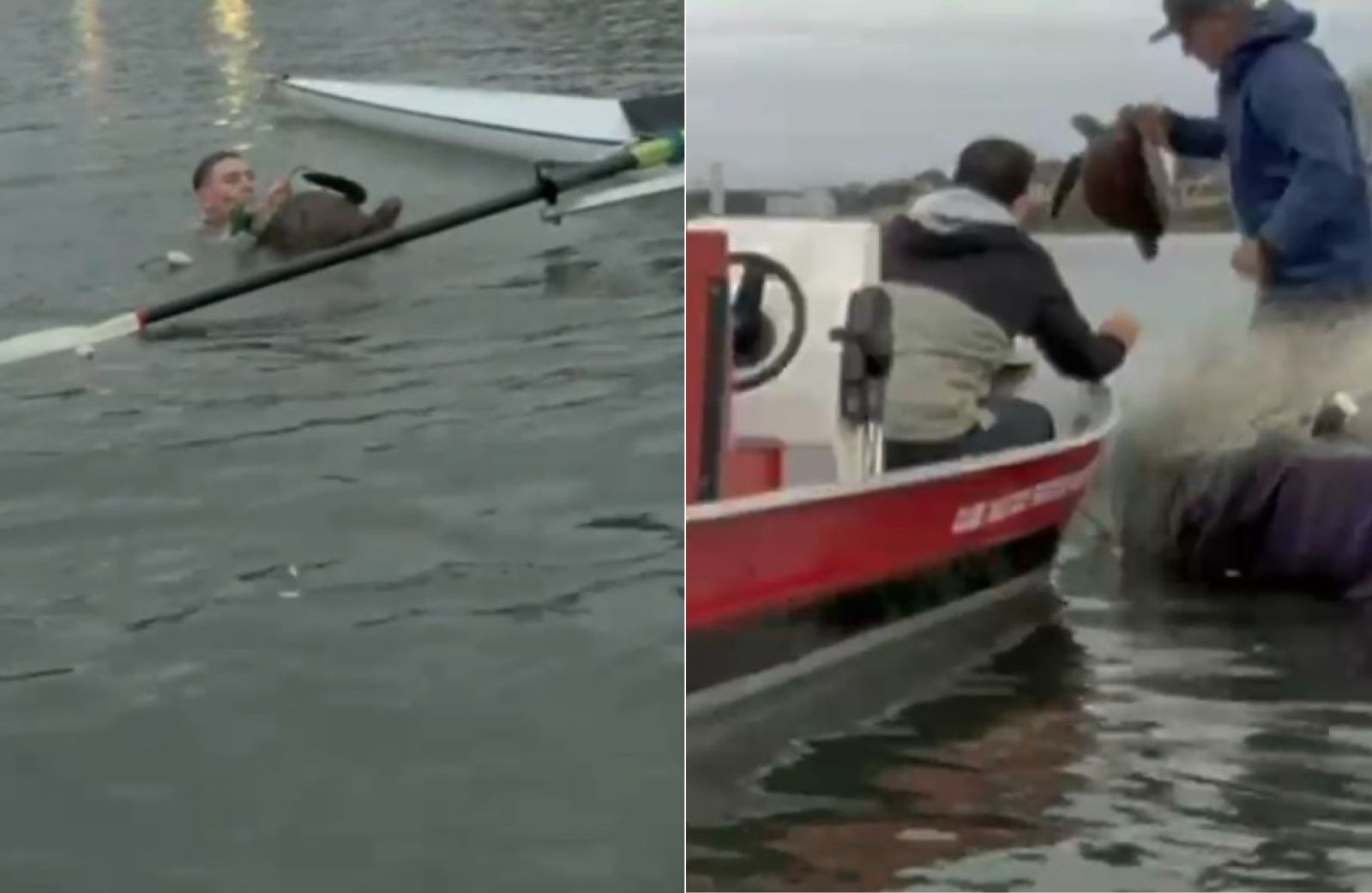 VÍDEO: tartaruga-marinha com rede de pesca enrolada no pescoço é resgatada por atletas de remo olímpico em SC