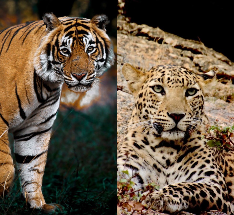 A esquerda, um tigre e a direita um leopardo indiano que, muitas vezes, é confundido com a nossa onça-pintada — Foto: Ailton Lara