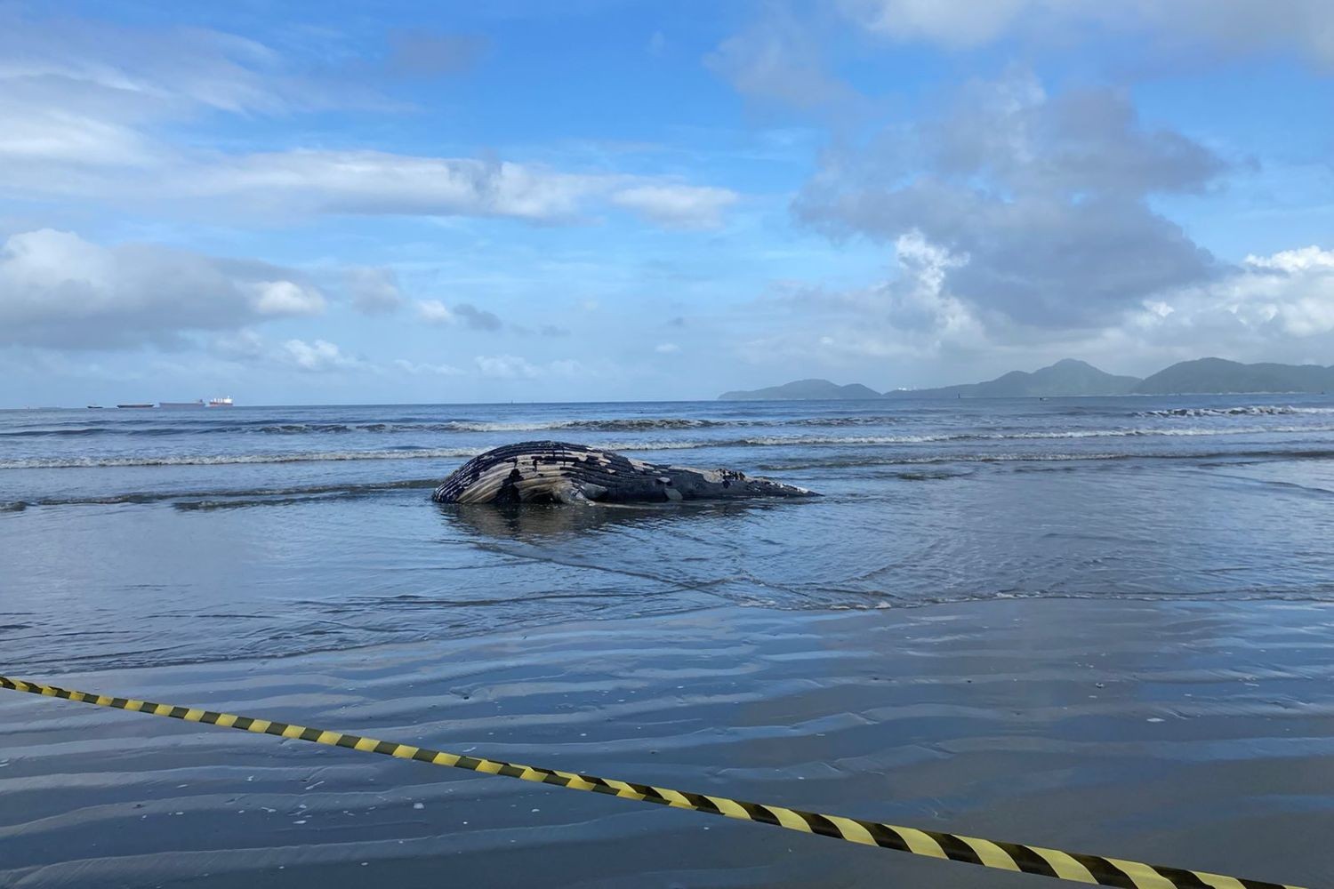Baleia de 7 metros encalha em praia do litoral de SP; suspeita é que seja a mesma que se 'perdeu' no porto
