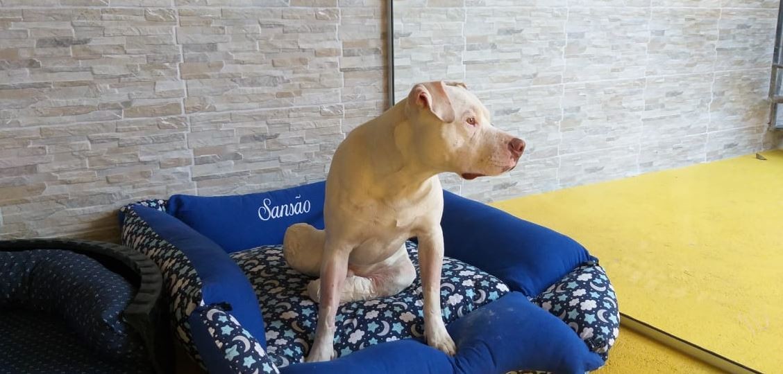 Como cão que teve patas decepadas em MG inspirou lei contra maus-tratos a animais